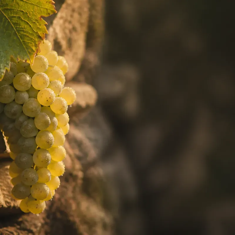 grand vin de Bouzeron, vignoble d'aligoté de la Côte Chalonnaise