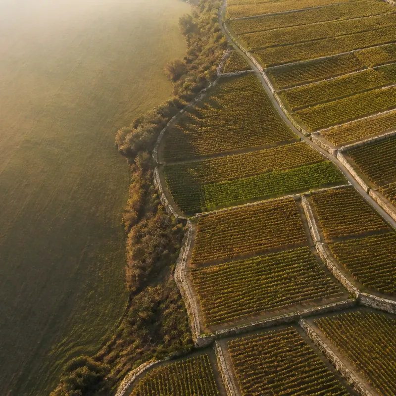 grand vin de la Côte de Beaune, vignoble de chardonnay