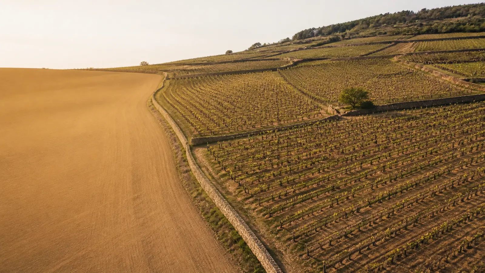 grand vin d'Aloxe-Corton, colline de Corton en Côte de Beaune