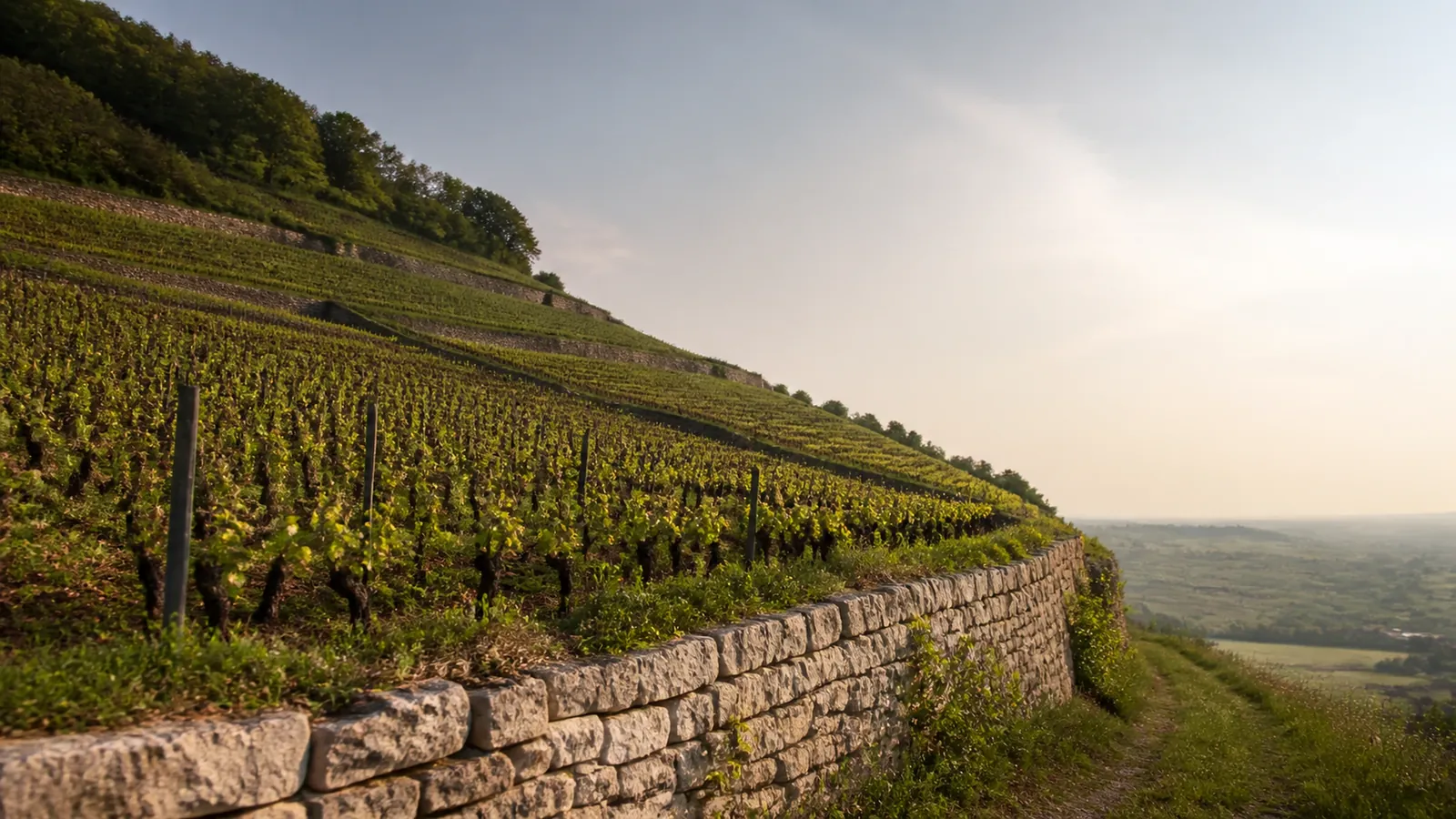 grand vin de Bourgogne, vignoble et coteaux de la région