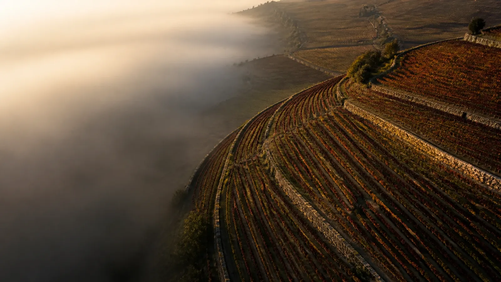 grand vin de Bourgogne, vignoble en Côte d'Or