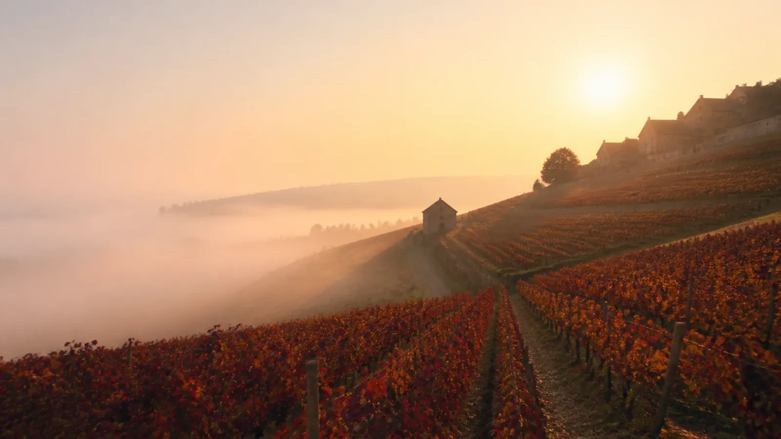 grand vin de la Côte de Nuits, vignoble de pinot noir en Côte d'Or