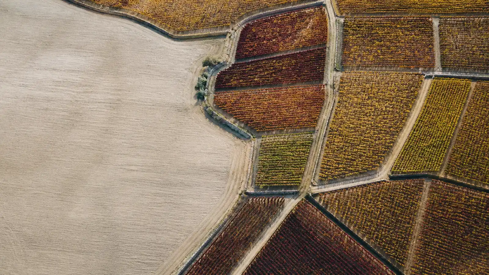 Le grand vin de Bourgogne, du climat au verre