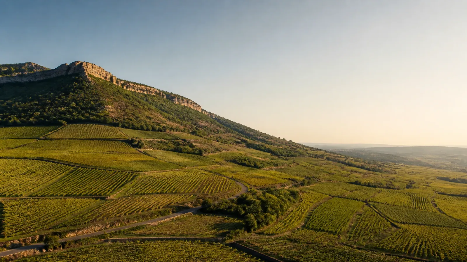 grand vin de Bouzeron, vignoble d'aligoté de la Côte Chalonnaise