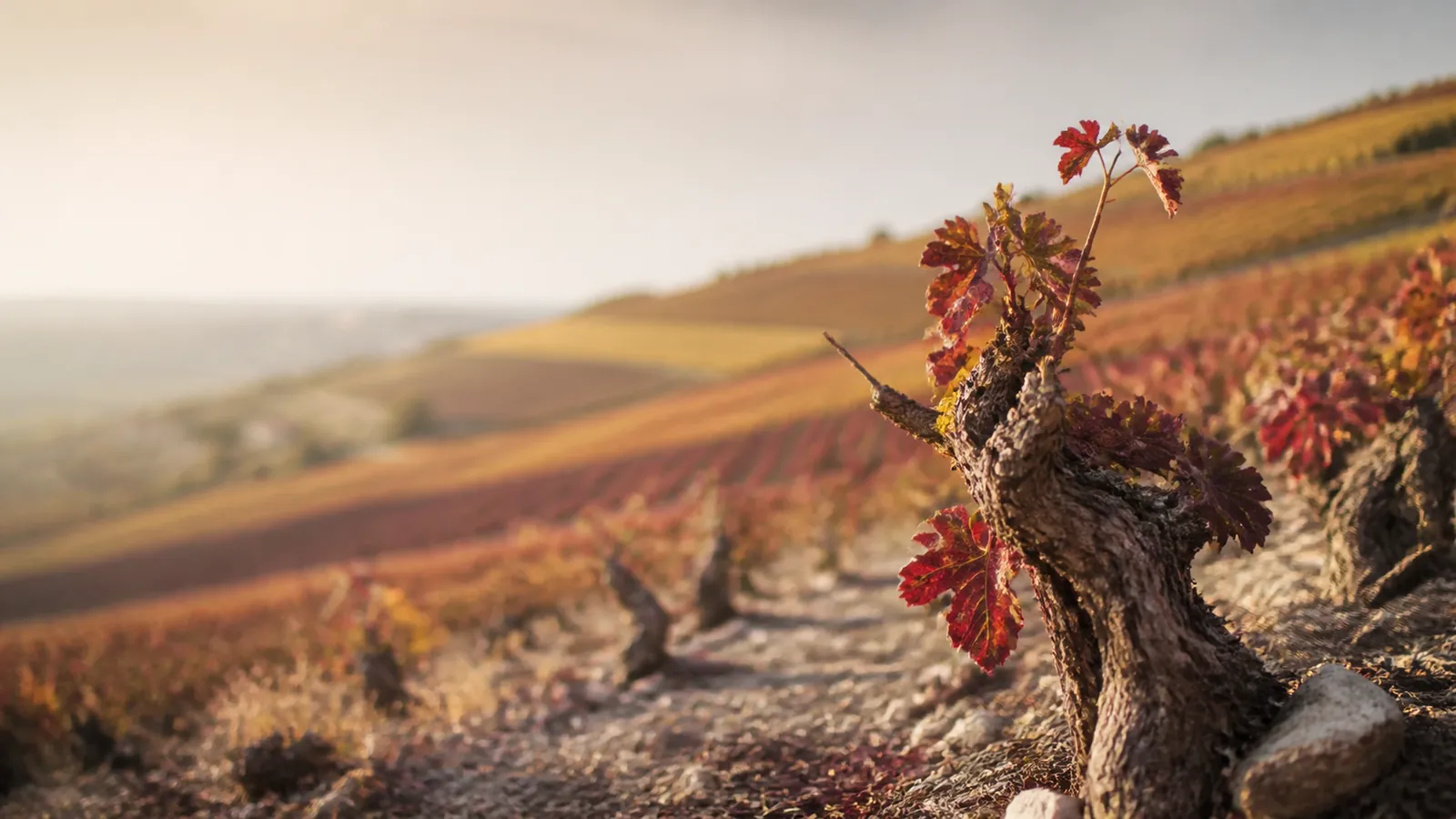 grand vin de Fixin, vignoble de pinot noir de la Côte de Nuits