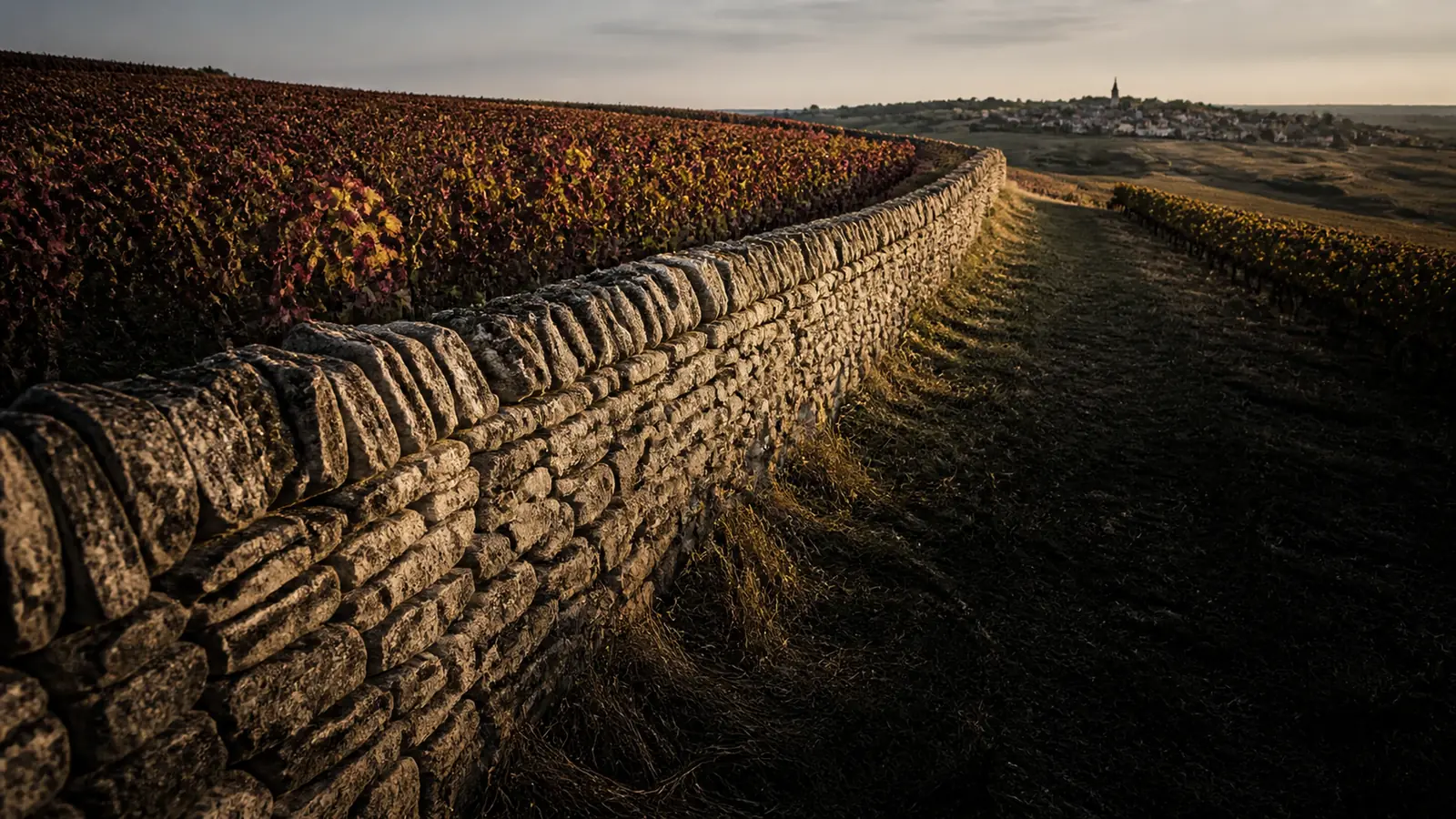 grand vin de Gevrey-Chambertin, vignoble de la Côte de Nuits