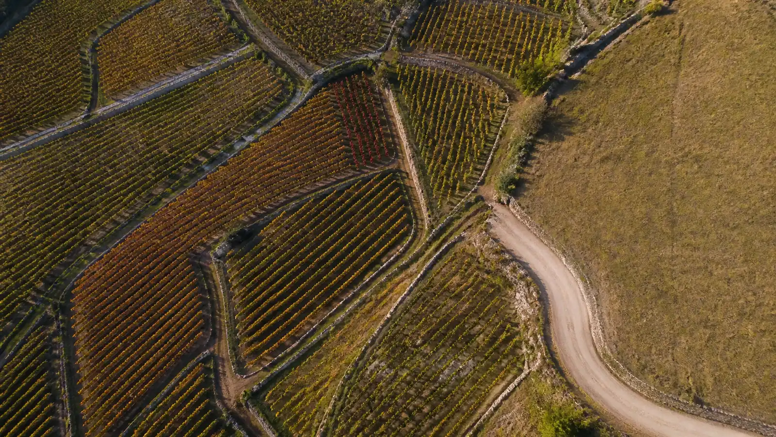 grand vin de Givry, vignoble de pinot noir de la Côte Chalonnaise