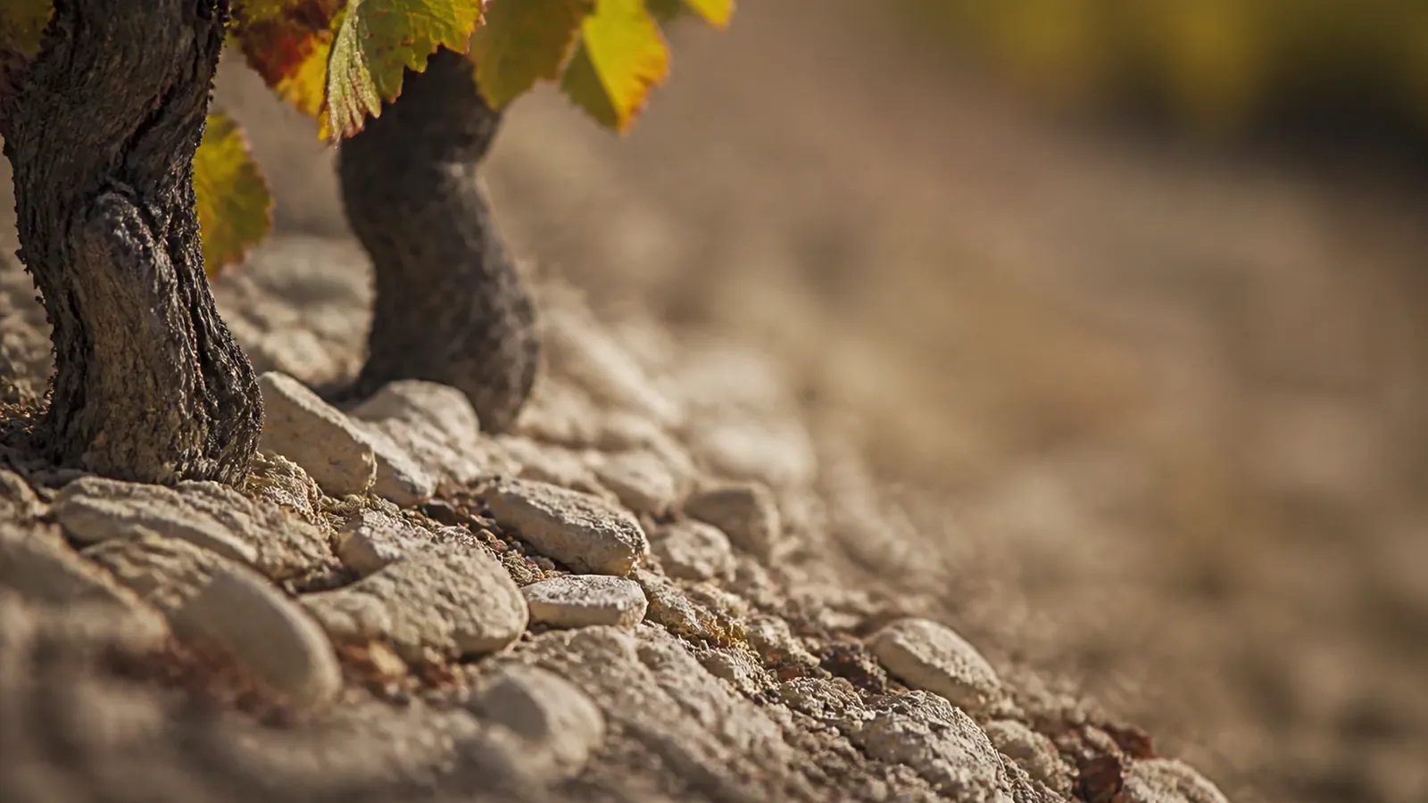 grand vin de Marsannay, vignoble de la Côte de Nuits près de Dijon
