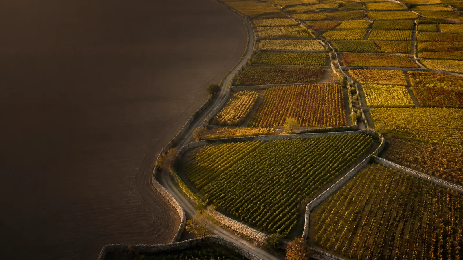 grand vin de Meursault, vignoble de chardonnay de la Côte de Beaune