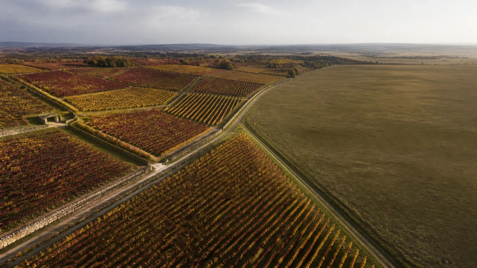 grand vin de Montagny, vignoble de chardonnay de la Côte Chalonnaise