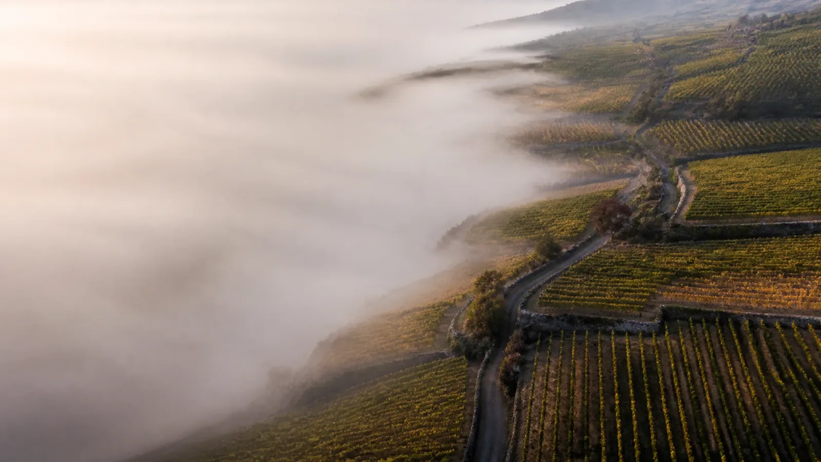 grand vin de Puligny-Montrachet, vignoble de chardonnay de la Côte de Beaune