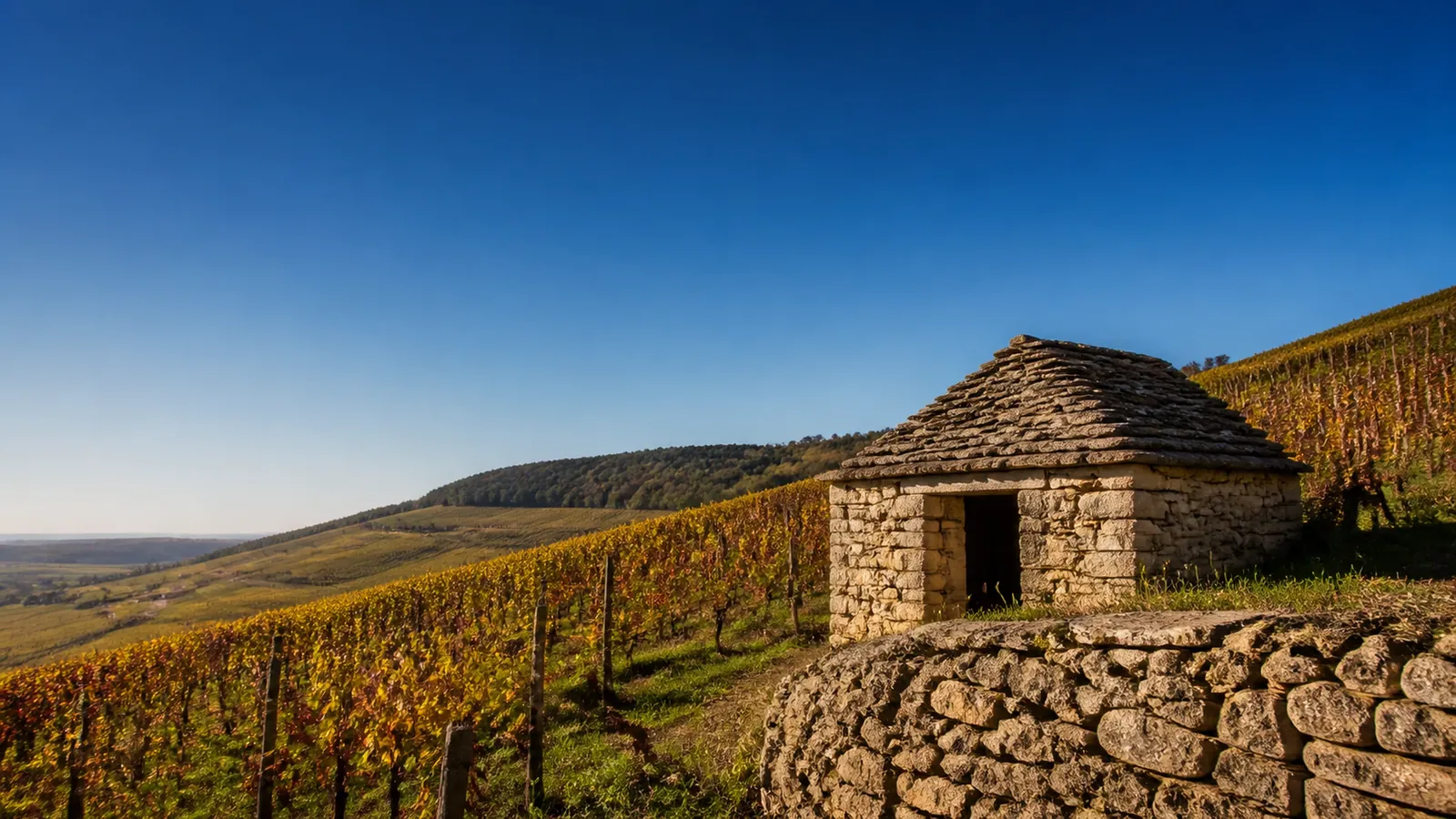 grand vin de Volnay, vignoble de pinot noir de la Côte de Beaune
