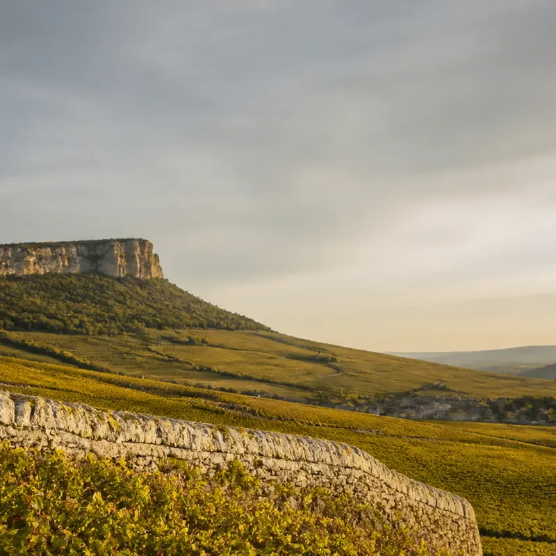 grand vin de Pommard, vignoble de pinot noir à la structure affirmée
