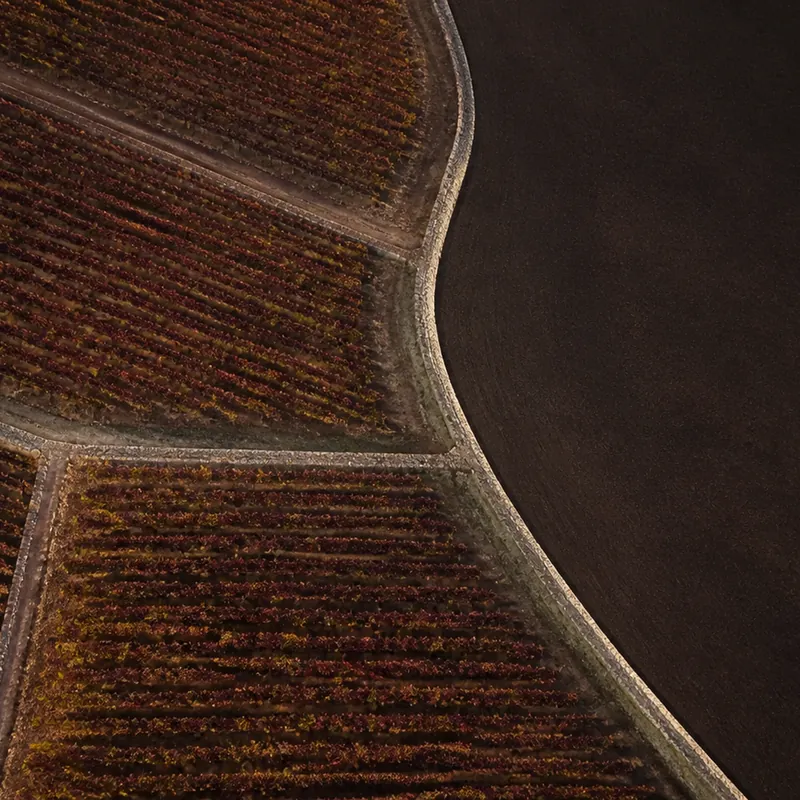 grand vin de Puligny-Montrachet, vignoble de chardonnay