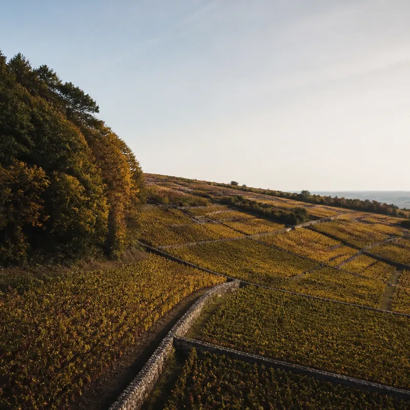 grand vin de Rully, vignoble de chardonnay et de crémant de la Côte Chalonnaise